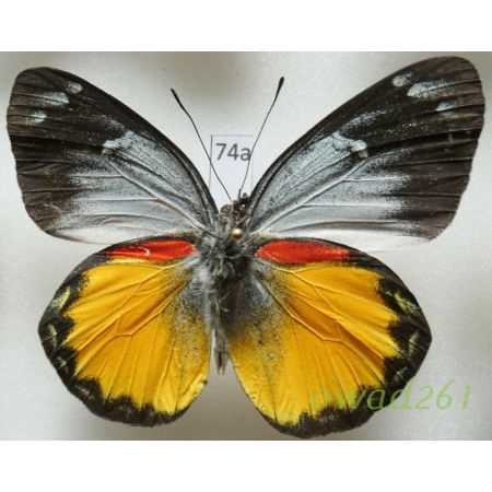 Delias oraria bratana Kalis, 1941 Indonesia, Bali74a